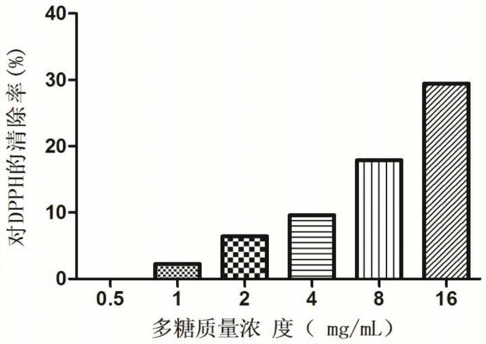 藏红花花瓣总多糖及其提取方法和应用与流程