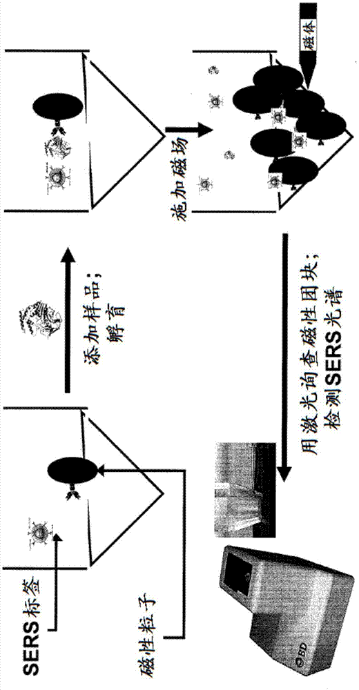 用于检测和鉴别微生物培养样品中的微生物的方法、系统和装置与流程