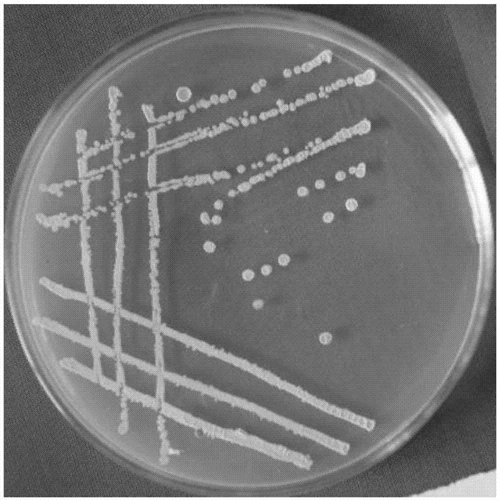 一株解淀粉芽孢杆菌菌株及其在防治油茶炭疽病害中的应用的制作方法