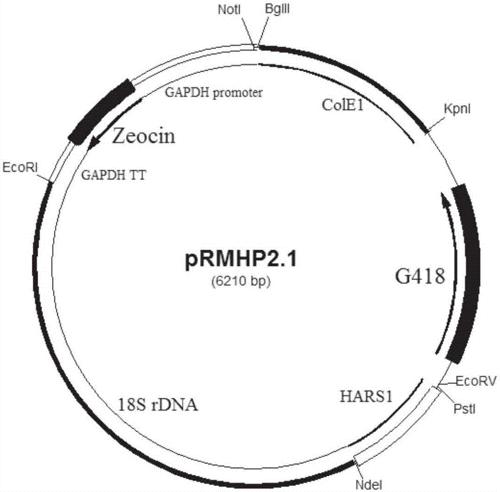 用汉逊酵母表达系统产生HPV18 L1蛋白的方法与流程