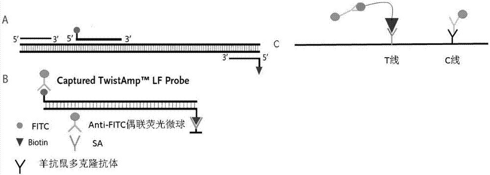 一种RPA结合免疫荧光层析特异性检测H1甲流亚型的方法与流程