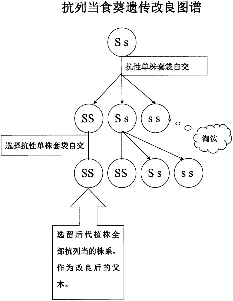 一种感列当向日葵品种的抗列当改良方法与流程