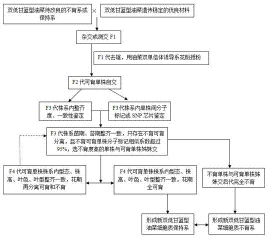 快速同步选育双低甘蓝型油菜细胞质不育系、保持系的方法与流程