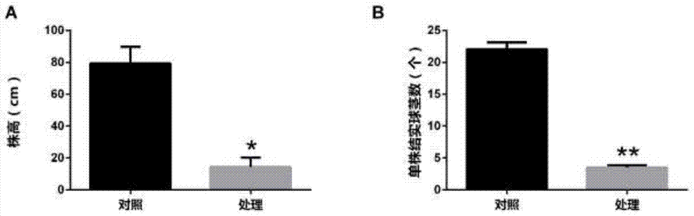 一种新型高效稻田杂草野慈姑化学综合防治方法与流程