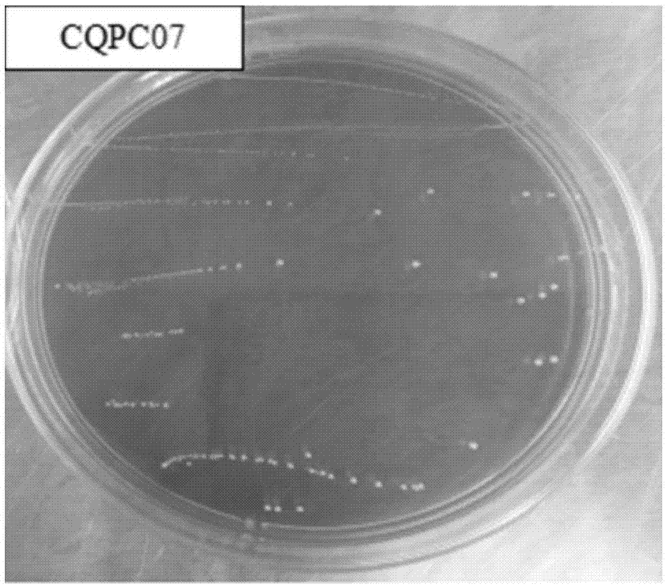 发酵乳杆菌CQPC07及其在制备改善溃疡性结肠炎的食品或药品中的应用的制作方法