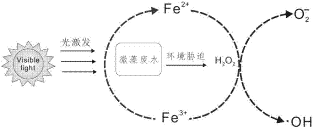 一种基于微藻的光助芬顿体系处理水体有机污染物的方法与流程