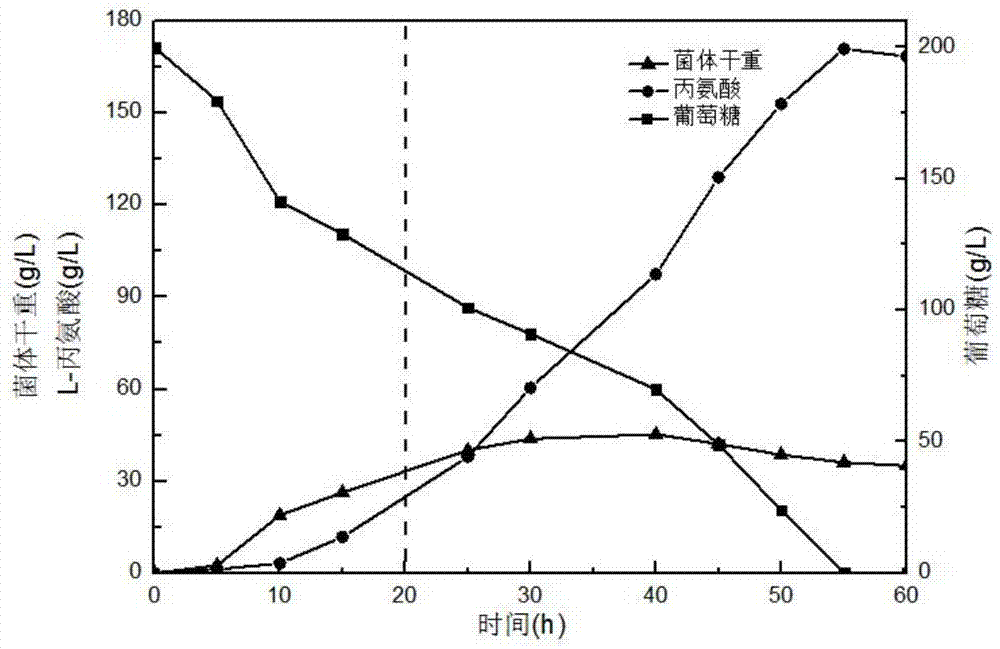 一种耐受高浓度葡萄糖的L-丙氨酸生产菌株及其应用的制作方法