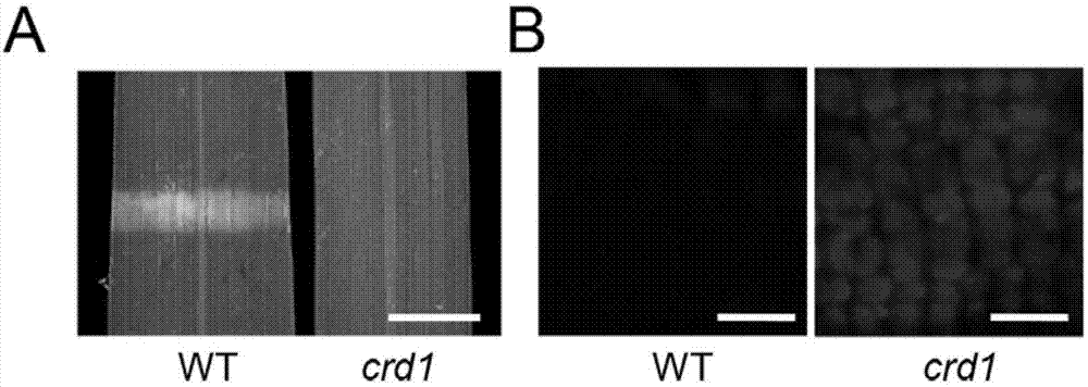 一种水稻叶绿体避光运动调控基因CRD1及其应用的制作方法