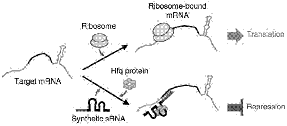 抑制和/或敲除基因在提高单克隆抗体的表达量中的应用的制作方法