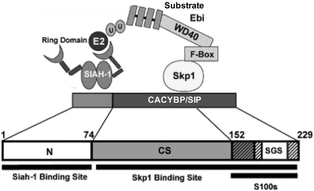 CACYBP及其编码mRNA在肝癌诊断、治疗和预后判断中的应用的制作方法