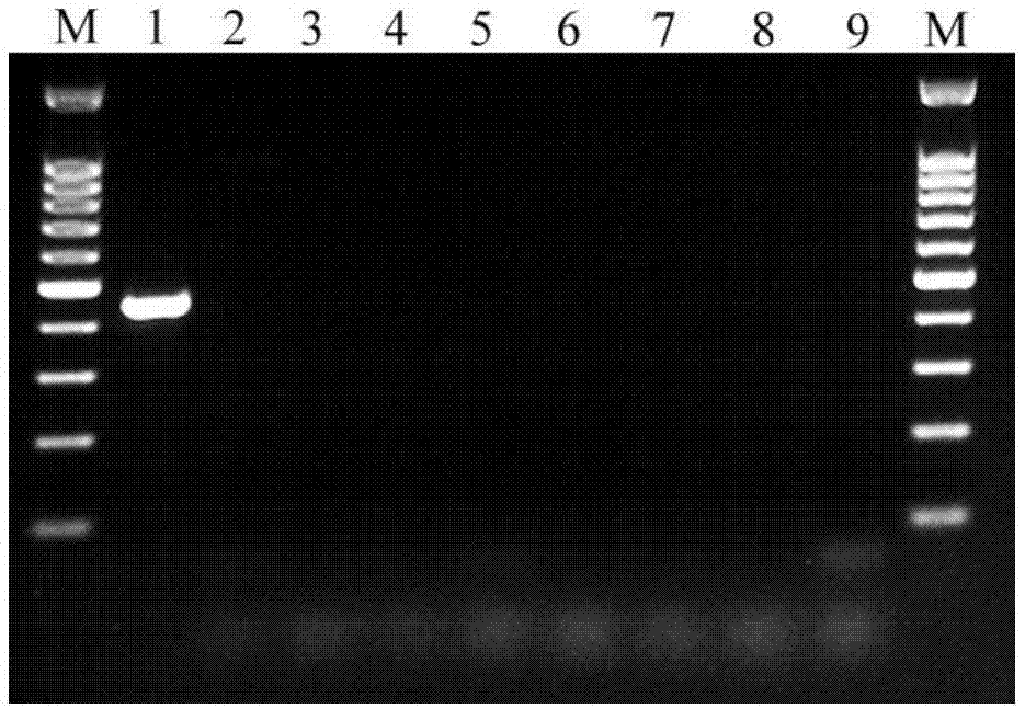 杉并根结线虫的PCR检测特异性引物及试剂盒的制作方法
