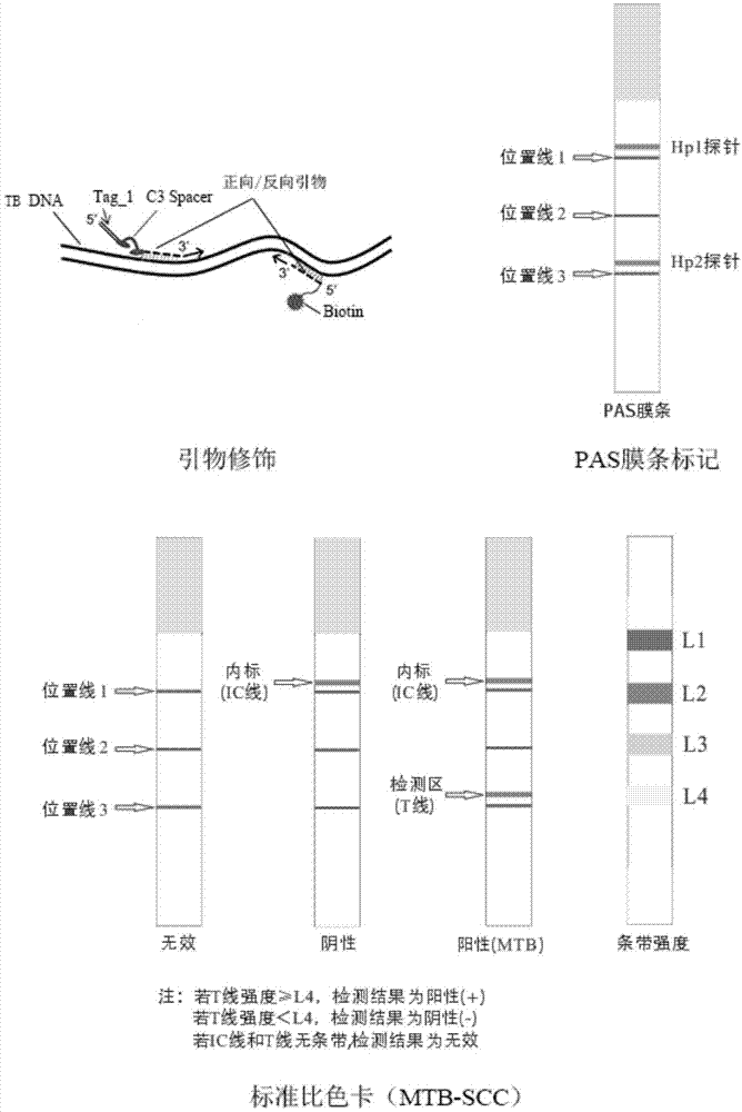 一种基于血液游离核酸的检测结核分枝杆菌的试剂盒的制作方法