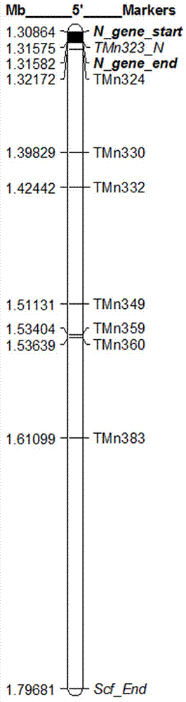 一组打破烟草TMV抗性基因N下游（3’端）连锁累赘的分子标记及其应用的制作方法