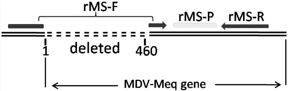 定量检测鸡马立克氏病毒Meq基因缺失疫苗株和野毒株的荧光定量PCR试剂盒及其应用的制作方法