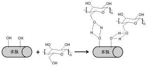 一种多肽增强的纳米纤维素基薄膜材料及其制备方法与流程