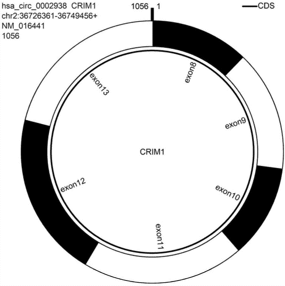 一种环状RNA hsa-circ-0002938及其特异性扩增引物和应用的制作方法