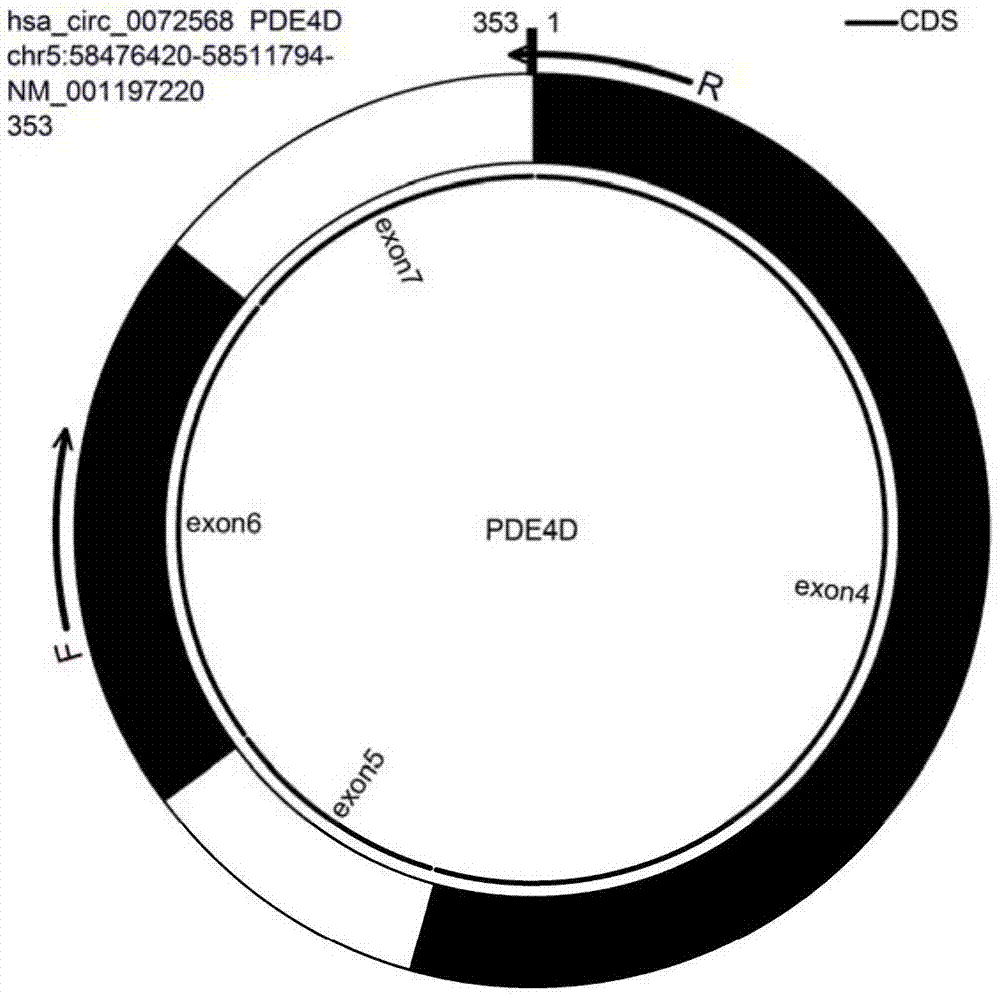 一种环状RNA hsa_circPDE4D_033及其特异性扩增引物和应用的制作方法