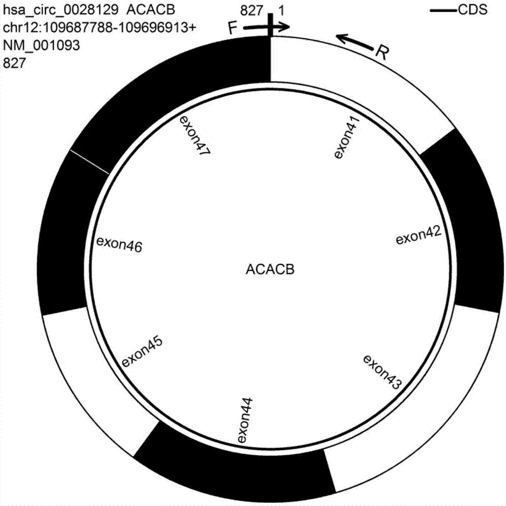一种环状RNA hsa_circACACB_035及其特异性扩增引物和应用的制作方法