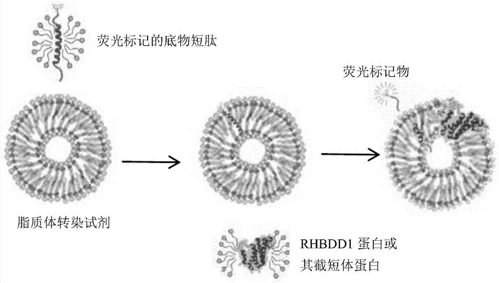 一种以RHBDD1为靶点的抗肿瘤药物筛选模型及其方法与流程