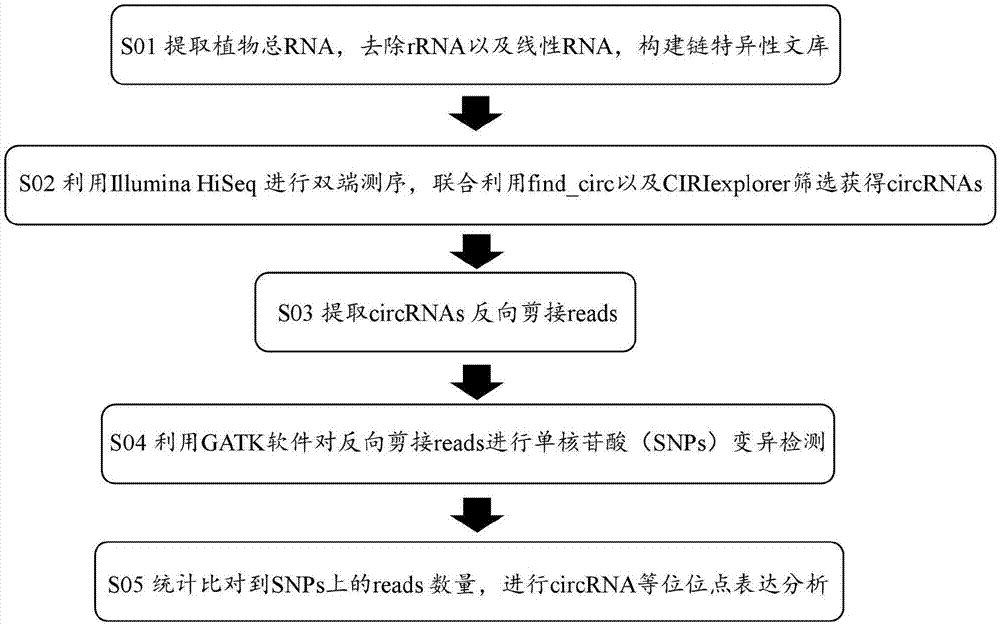 一种高通量检测植物circRNA等位位点差异表达的方法与流程