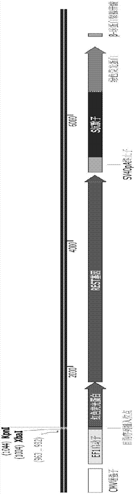 用于检测CRISPR/Cas9基因编辑系统切割基因产生移码突变的基因元件及应用的制作方法