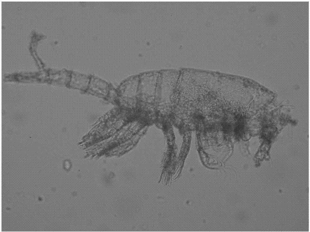 一种浮游动物样品鉴定前的机体复原预处理方法与流程