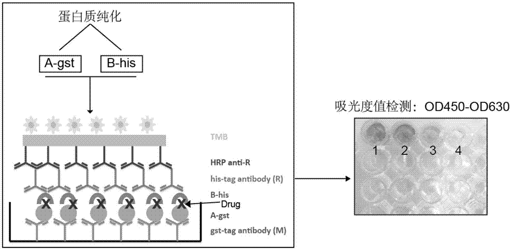 一种药物筛选方法、试剂盒及其应用与流程