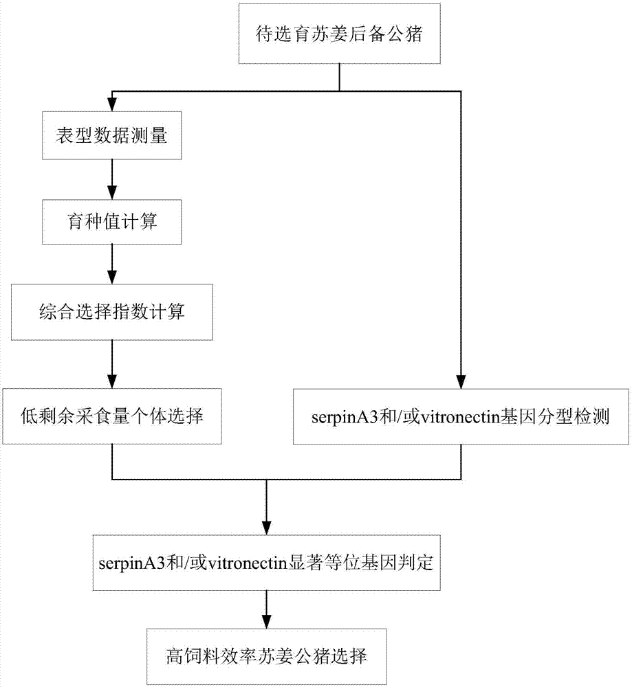 serpinA3及vitronectin基因在苏姜公猪选育中的应用及其选育方法与流程