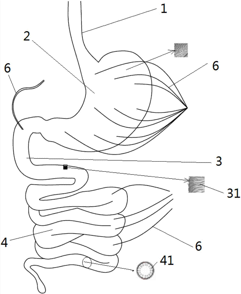 一种柔性人食管,胃,十二指肠和小肠一体化模型的制备