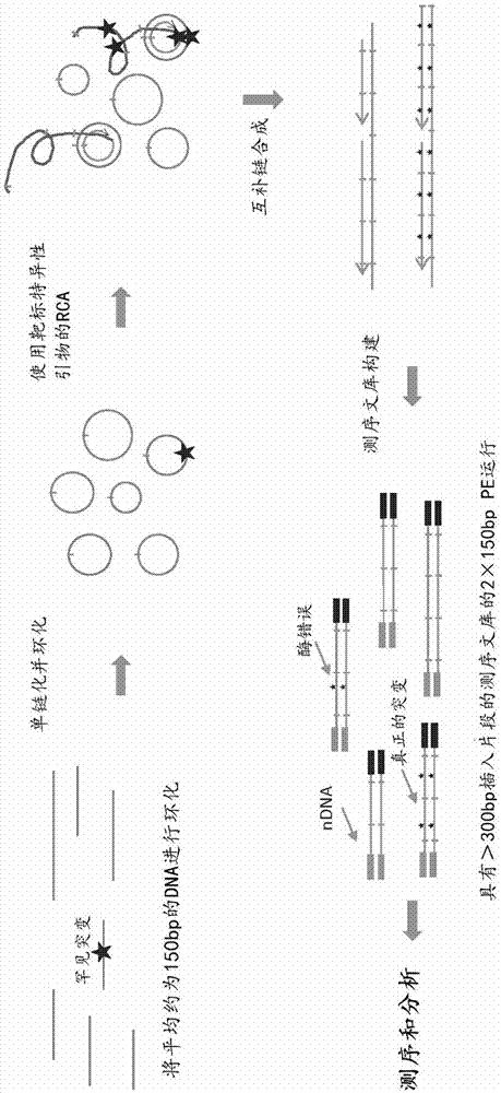 用于检测罕见序列变体的组合物和方法与流程