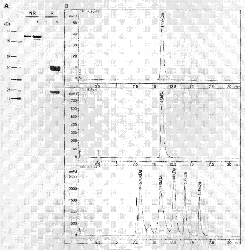 抗CD83抗体及其用途的制作方法