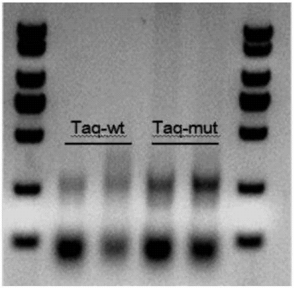 一种Taq DNA聚合酶突变体及其应用的制作方法