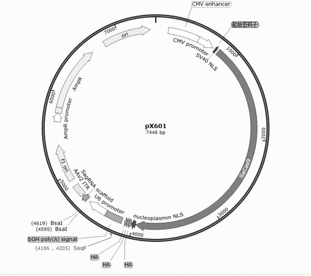 一种用于敲除CCR5基因的gRNA、gRNA组合物和CRISPR-Cas9系统及其用途的制作方法