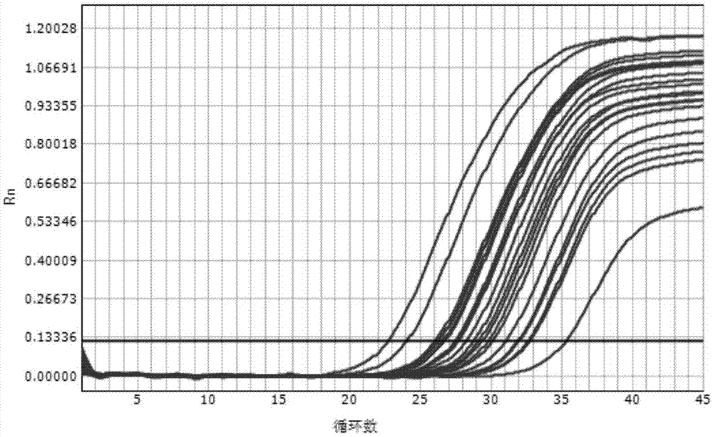 核酸释放剂、核酸PCR扩增方法和PCR扩增试剂盒与流程