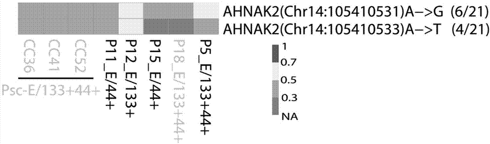 一种AHNAK2基因在作为结直肠癌干细胞标记物中的应用及试剂盒的制作方法