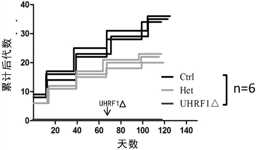 一种基因敲除动物模型在男性生殖研究中的应用的制作方法