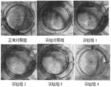 一种多肽、多肽组合物在治疗结肠癌中的应用的制作方法