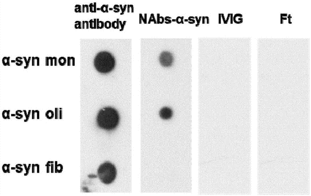 一种天然α-syn寡聚体抗体的制备方法及其产品和应用与流程