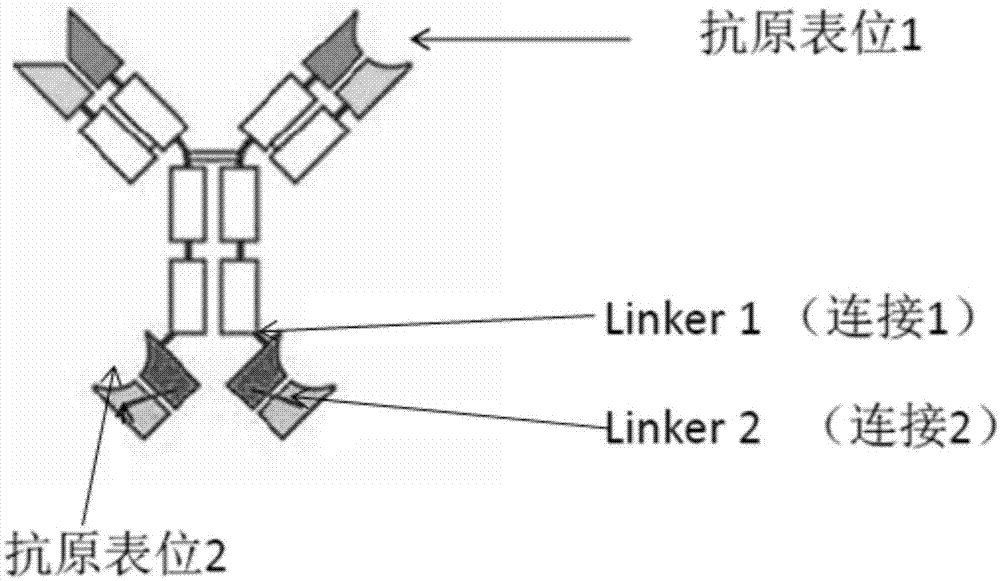 双功能抗体及其用途的制作方法