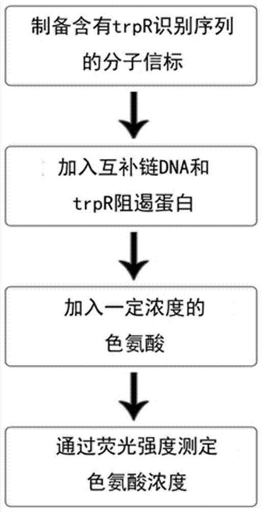 基于蛋白结合诱导DNA双链变构的检测色氨酸的方法与流程