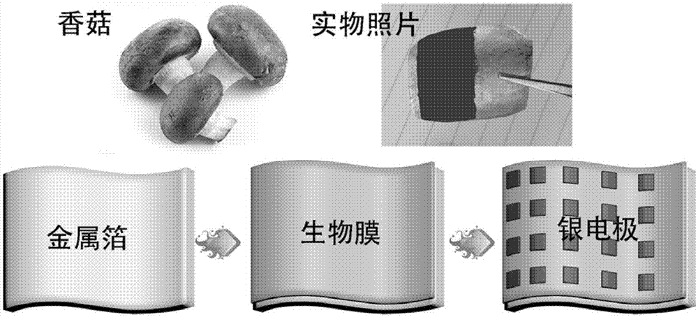 一种基于香菇粉末的柔性生物忆阻器的制备方法与流程