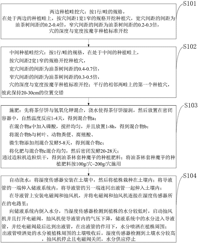 一种油茶林套种魔芋的种植方法、种植装置与流程