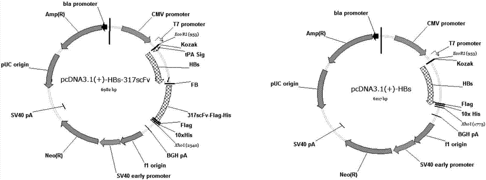 HBs-α317ScFv重组蛋白、其编码序列、表达载体及应用的制作方法