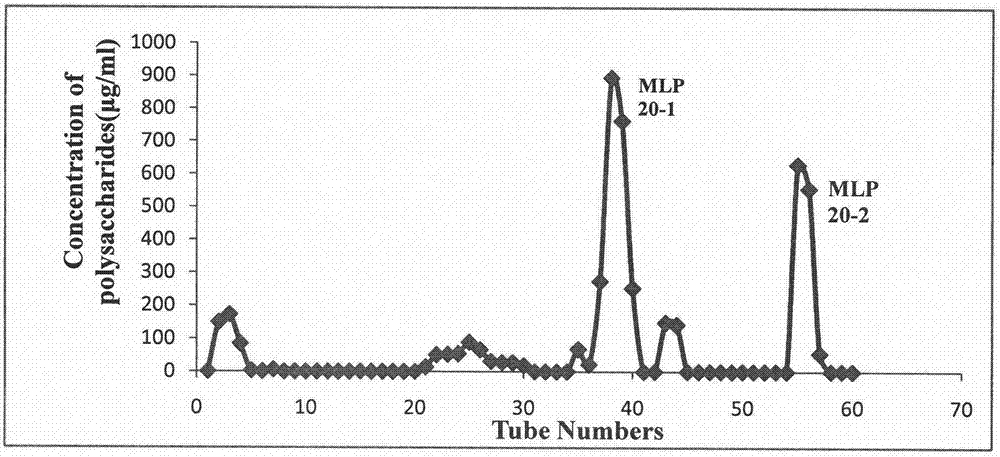 一种辣木叶多糖MLP20-1的制备方法及其应用与流程