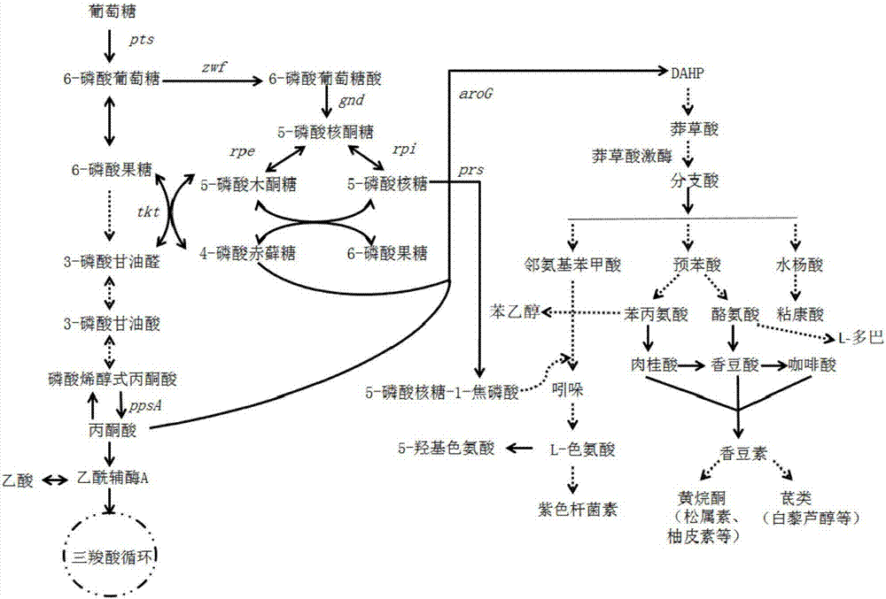 提高芳香族氨基酸生物合成途径中的化合物及其衍生物产量的方法与流程