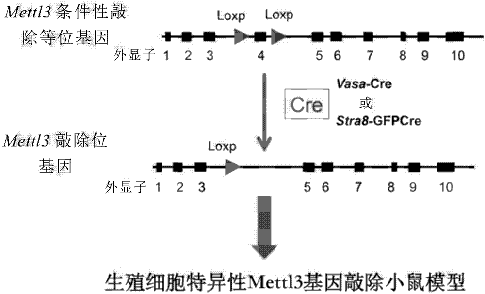 Mettl3敲除的精子发生障碍动物模型及其构建方法与流程