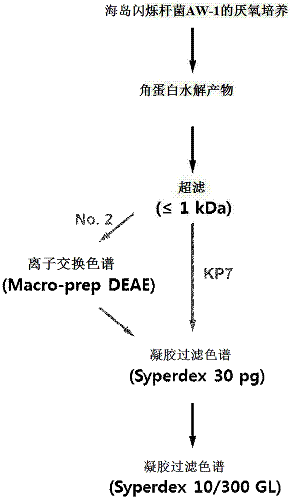 超低分子角蛋白肽的制备方法及其的利用与流程