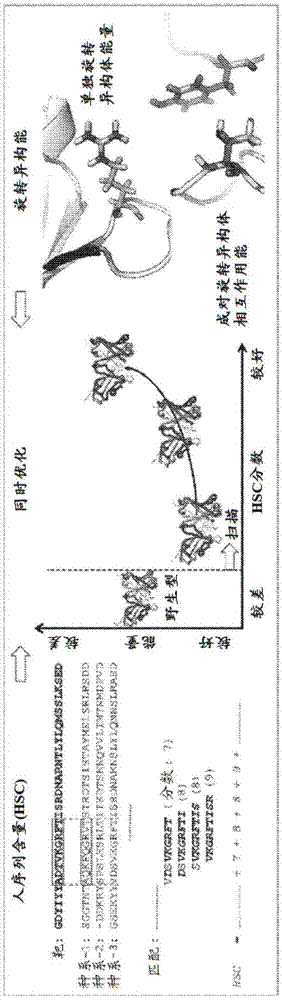 抗体及其制备方法与流程