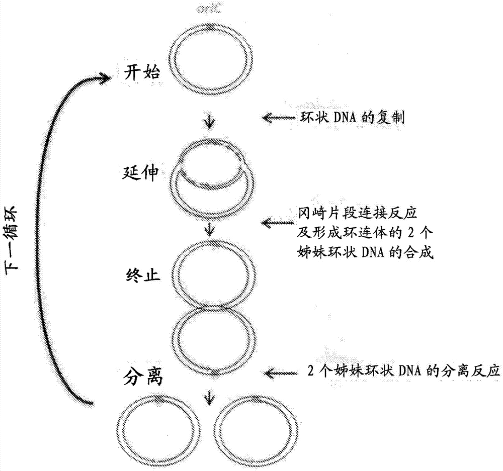 环状dna的扩增方法与流程