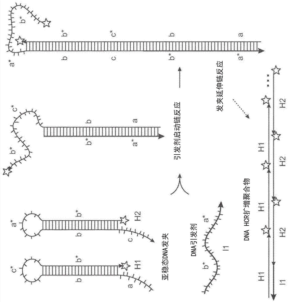 用于原位分子检测的杂交链反应方法与流程